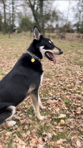 Kyra est fière de sa jolie médaille pour chien personnalisée