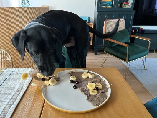 Milo adore sa crêpe pour chien : ll n'en fait qu'une bouchée.