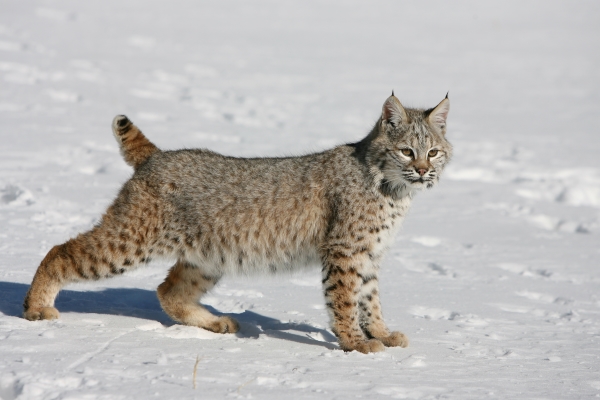 Le Lynx Américain