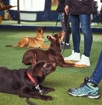 Comment éduquer son Chien ? 9 Exercices d’entraînement canin