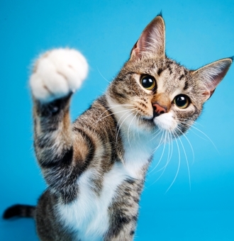 Taurine chez le Chat : 5 Bienfaits essentiels à sa Santé !