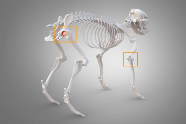 Chien et arthrite : Squelette et articulations
