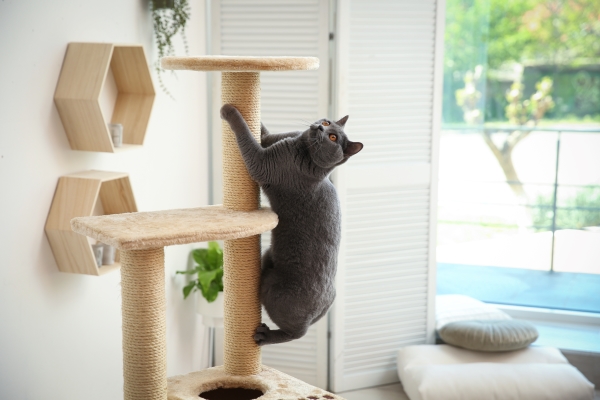 Empêcher son animal de grimper partout : le remède efficace aux poils de chat dans la maison