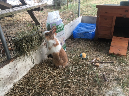 Cacahuète, un lapin de compagnie bien heureux dans son enclos extérieur