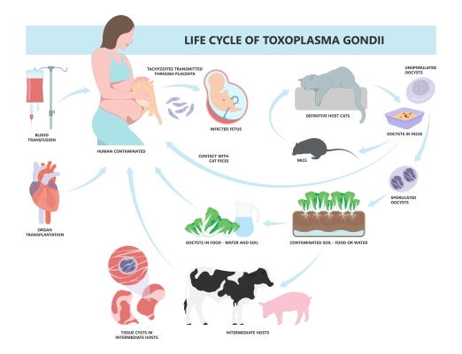 Cycle de vie et transmission du parasite : Toxoplasma Gondii