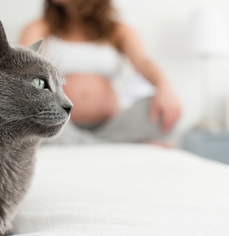Toxoplasmose et griffure de chat : Causes, Symptômes et Traitement