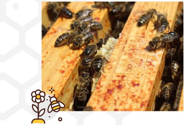 Abeilles dans la ruche qui fabriquent du miel