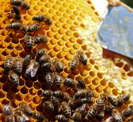 Abeilles et miel sur une plaque d'alvéoles