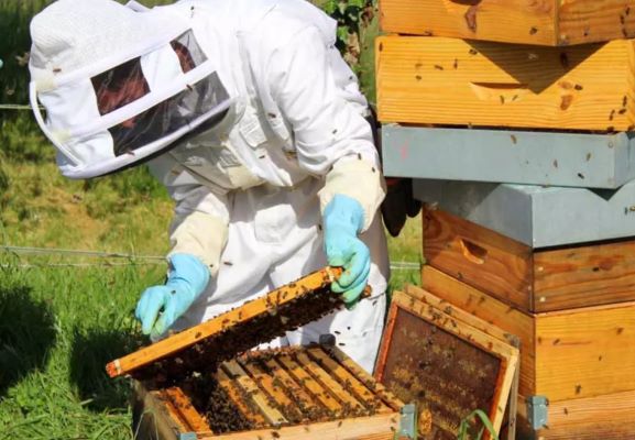 Apiculteur qui récolte du miel sur une plaque d'alvéoles