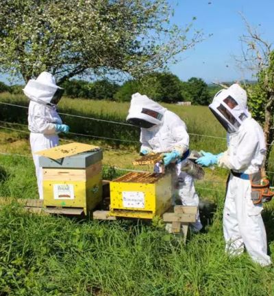 Apiculteurs dans le rucher d'abeilles