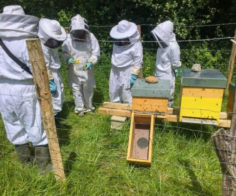 Initiation pour récolter du miel avec les apiculteurs