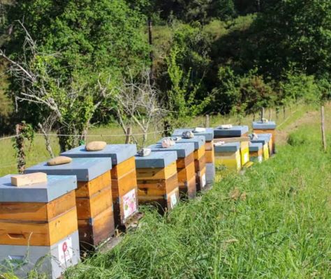 Le rucher : le lieu où se trouvent les ruches et les abeilles