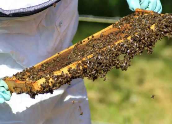 Plaque d'alvéoles remplie d'abeilles nombreuses