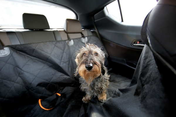 Comment enlever des poils de chien dans une voiture ? 11 Astuces - Blog
