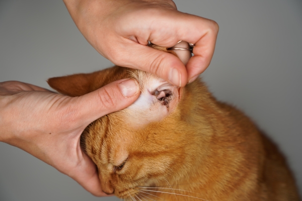 Gale des oreilles chez le Chat : Causes, Symptômes et Traitement