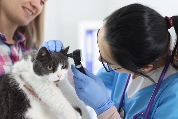 Gale des oreilles du chat : Diagnostic vétérinaire et contrôle du conduit auditif