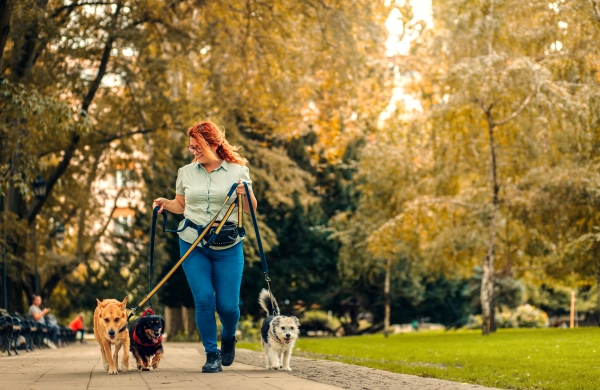 ACTU Promeneur de chien : les Dog-walker de New-York !