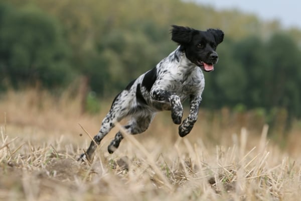 Alimentation chien de chasse : 9 conseils nutritionnels à suivre