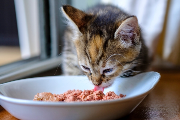 Alimentation humide pour chat