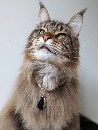 Chat Main Coon