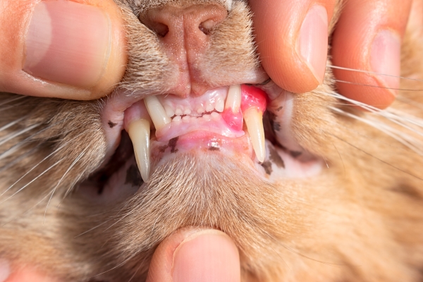 Qu'est-ce-que la stomatite du chat ? Gingivite et ulcères buccaux