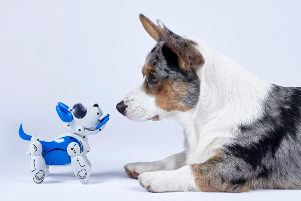 Chien robot face à un vrai chien
