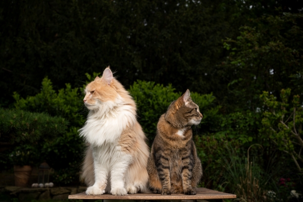 Comment faire cohabiter deux chats ? 5 Conseils d’Experts