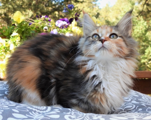 Chat Calico Maine Coon