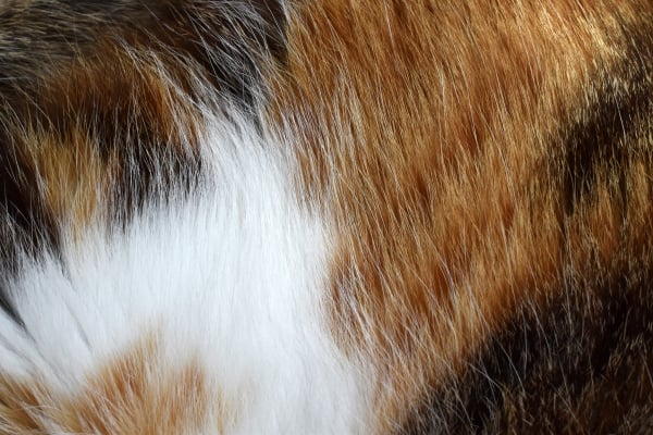 Robe ou pelage du chat tricolore : Roux, noir et blanc.