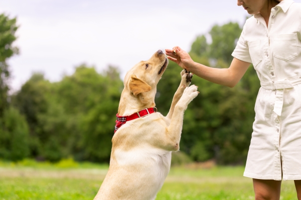 NEWS ZOOMALIA : Éduquer son chien avec des Friandises