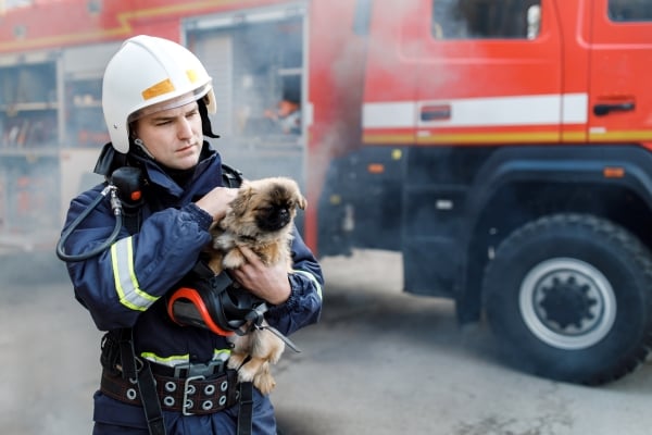 Incroyables Sauvetages d'Animaux par des Pompiers solidaires