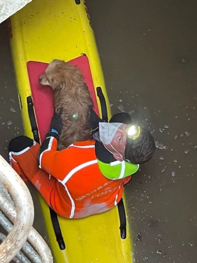 Bella, la petite chienne sauvée par les pompiers de Pont-Sainte-Maxence 