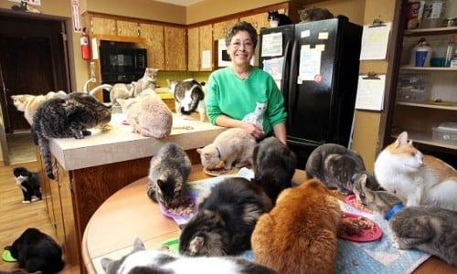 Une femme vit avec plus de 1100 chats