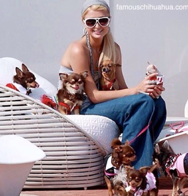 Paris Hilton entourée de ses chihuahuas de luxe