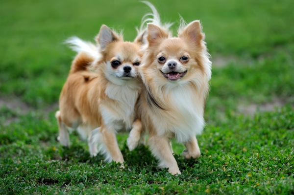 Chihuahuas, petits mais protégés !