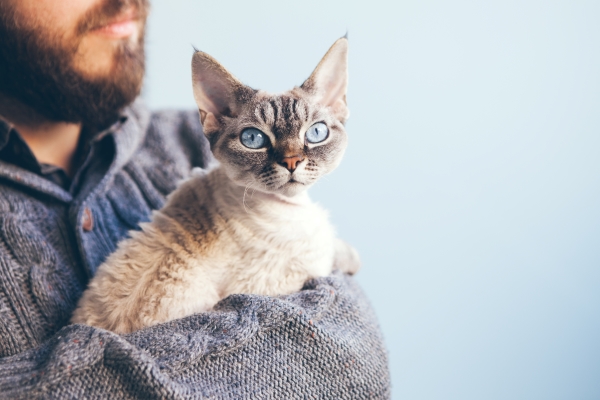 Devon Rex dans les bras d'un homme : une race de chat pour allergiques