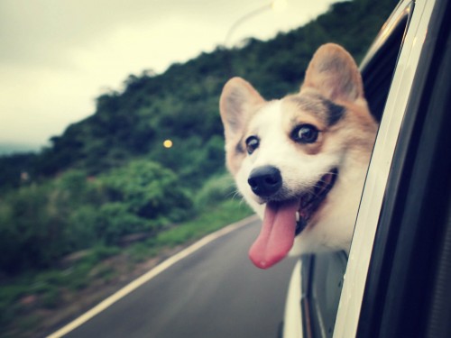 Propriétaire de chiens, attention : La voiture idéale pour vous et votre  chien !