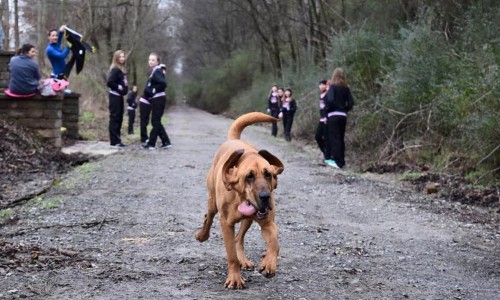 Une chienne finit septième à un semi-marathon
