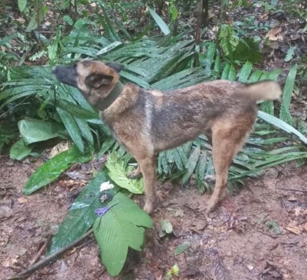 Le chien militaire Wilson perdu dans la jungle en Colombie
