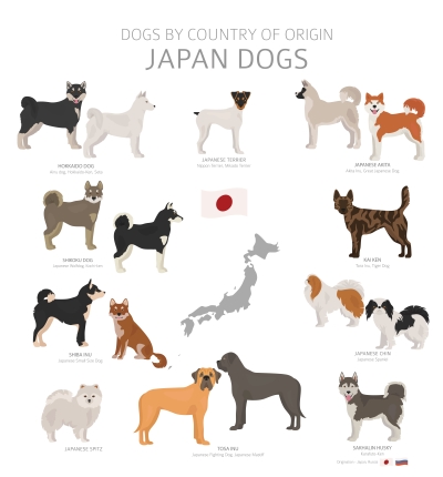 TOP race de chien japonais : l'affiche à retenir !
