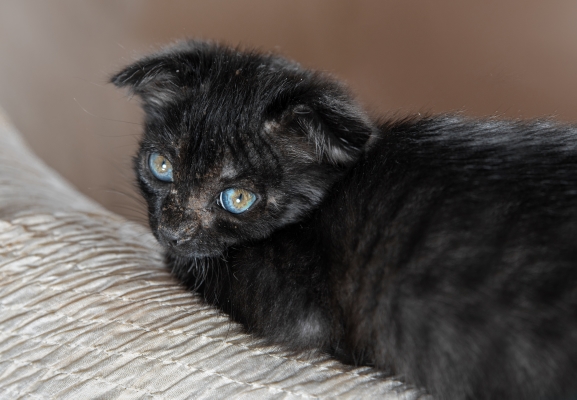 Teigne du Chat : microsporum petit chat noir