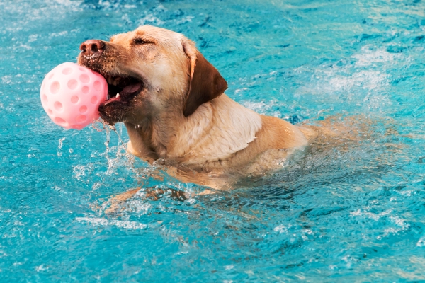 Chien en train de nager dans une piscine pour chien, une balle dans la gueule