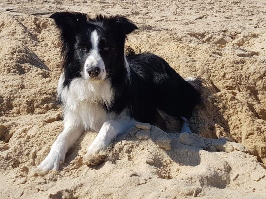 Joy, la chienne à la plage dans le sable