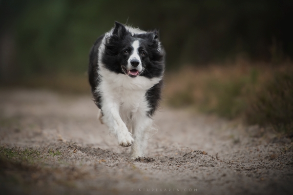 Joy, la chienne de Florence, un Border Collie en train de courir