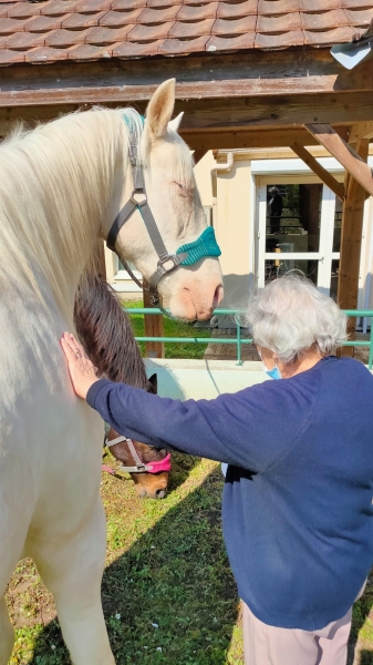 Une mamie caresse un autre beau cheval de Florence en médiation animale
