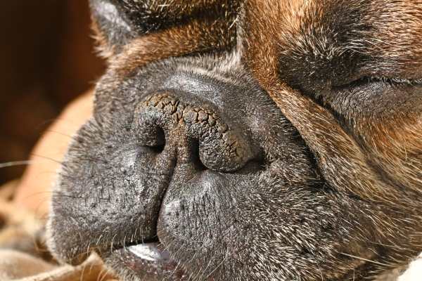 Brachycéphalie : museau de chien aplati