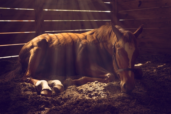 Chevaux maltraités : un cheval couché dans un box sombre et sale