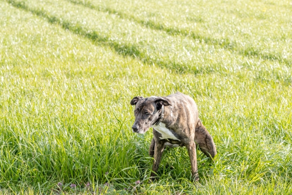 La constipation chez le chien : Chien constipé dans l'herbe