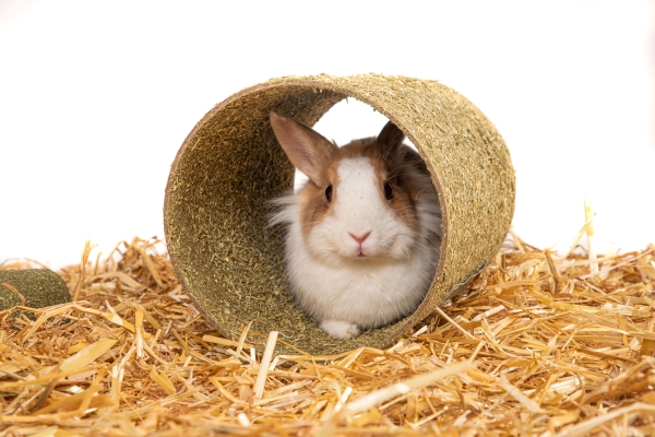 Jeux d'occupation : lapin nain dans un tunnel en carton et en foin