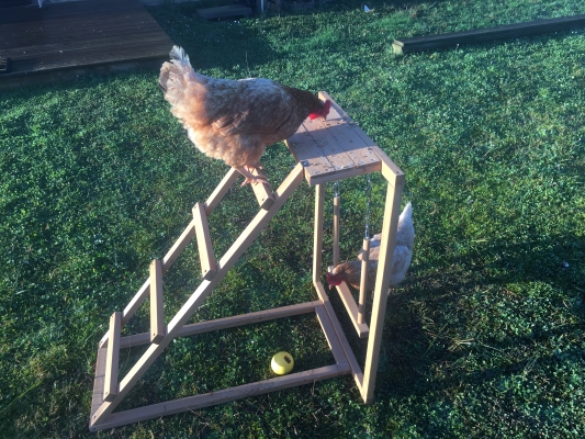 Jeux d'Occupation : 2 poules sur une aire de jeux et balle distributeur de friandises Zolia